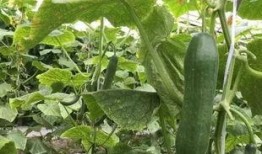 今日吃瓜热门大瓜每日更新51 黄瓜c,51号黄瓜C，揭秘娱乐圈最新猛料